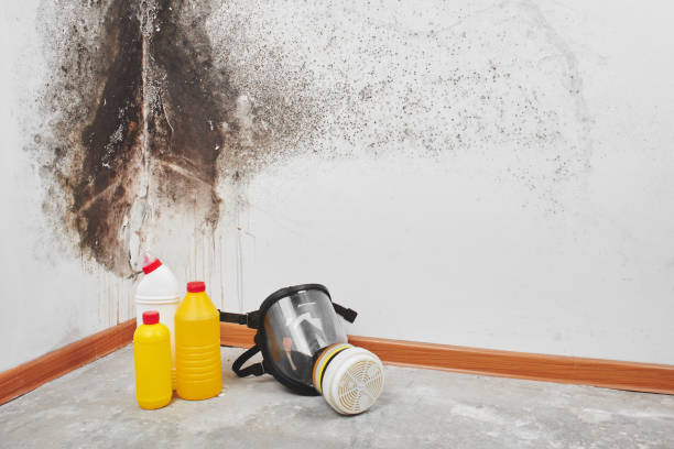 Best Mold Remediation for Schools in Laurel Hill, VA