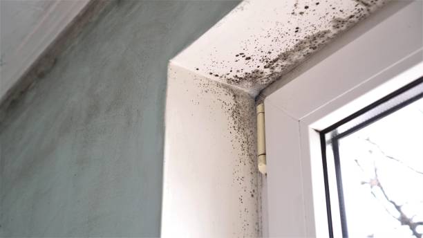 Best White Mold Remediation in Laurel Hill, VA