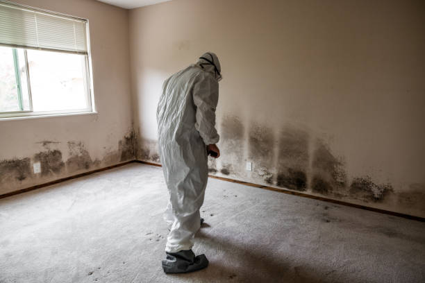 Best Localized Mold Remediation (e.g., coastal areas, humid climates) in Laurel Hill, VA