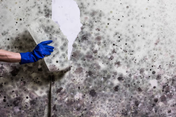  Laurel Hill, VA Mold Removal Pros
